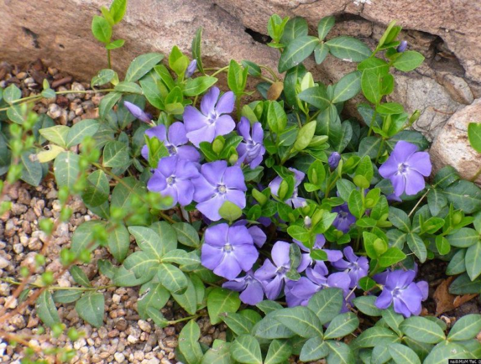 plante tapissante plante couvre sol persistant croissance rapide des pervenches blues entourees de cailloux