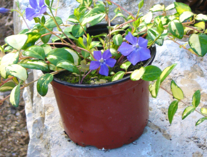 plante toutes saisons fleur violet en pot