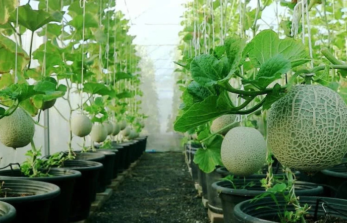 planter des melons en por sans une serre