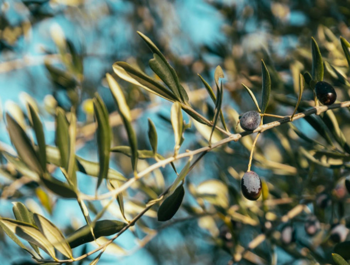 planter un olivier dans le jardin c est possible