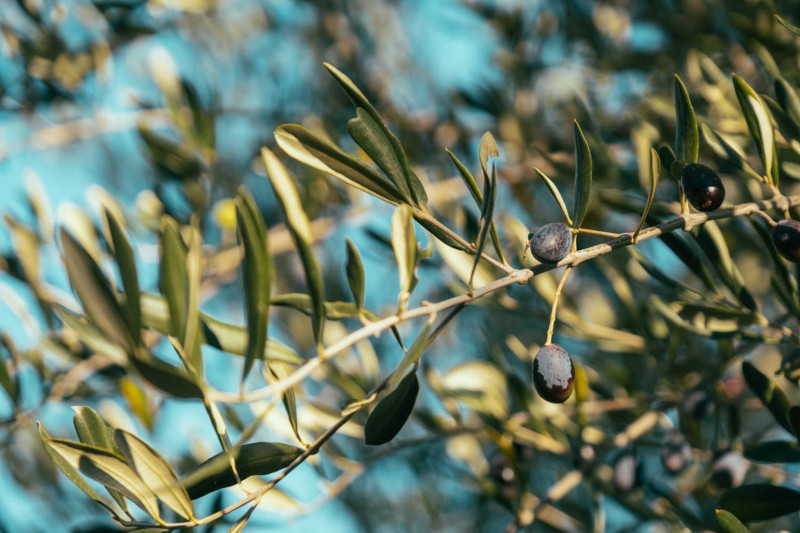 planter un olivier dans le jardin c est possible