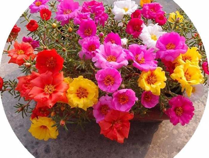 plantes aromatiques qui poussent toute l'année purslane dans une cage