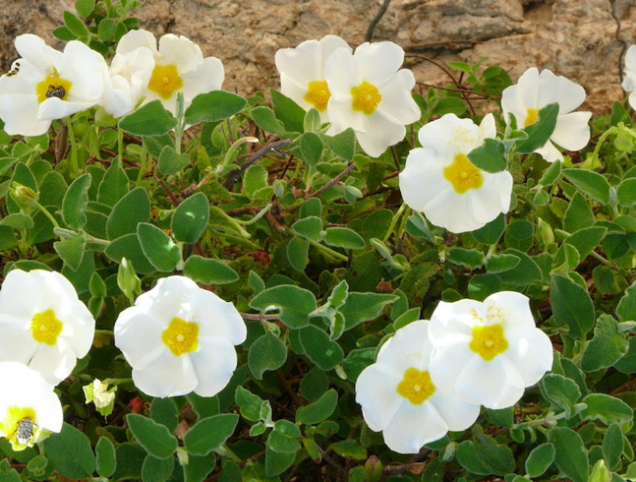 plantes couvre sol persistant croissance rapide arbuste couvre sol rampant fleurs blanches