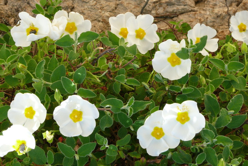 plantes couvre sol persistant croissance rapide arbuste couvre sol rampant fleurs blanches