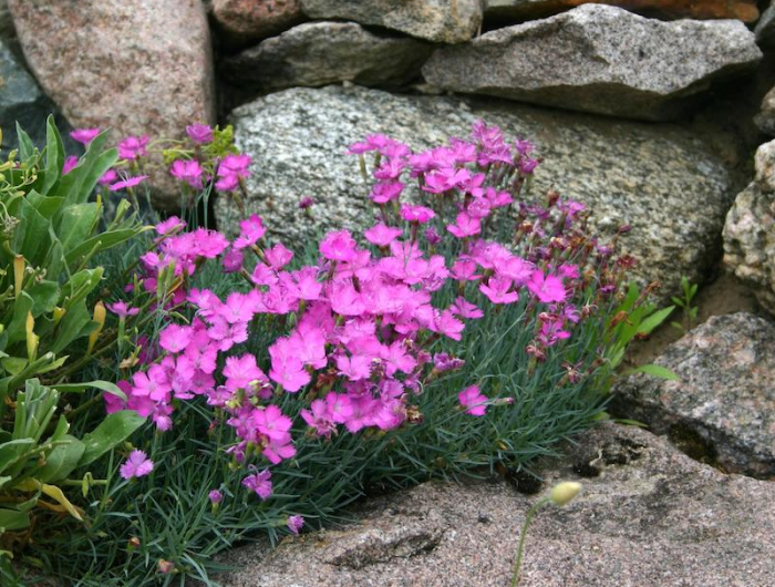 plantes couvre sol persistant croissance rapide au soleil oeillet à delta à fleurs rose cailloux