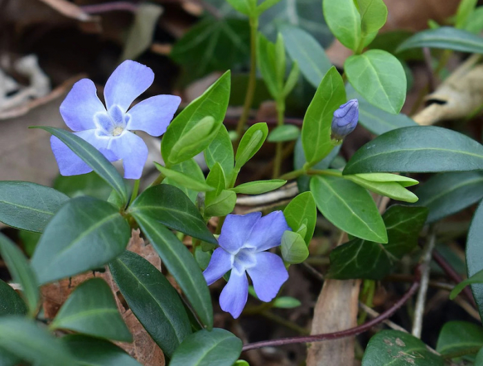 plantes couvre sol persistant croissance rapide au soleil pervenches blues