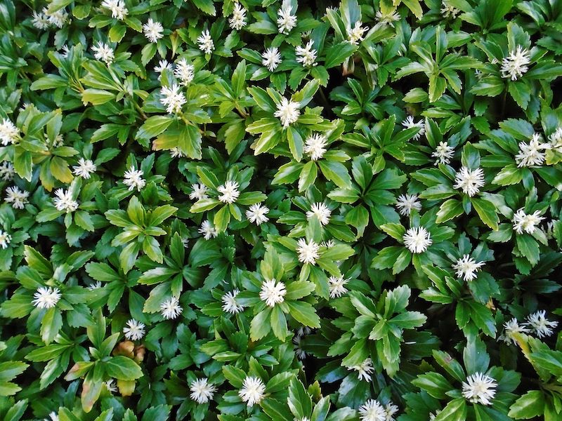 plantes couvre sol persistant croissance rapide comment faire pashysandra feuillage vert avec de fleurs blanches