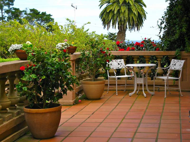 plantes exterieures toutes saisons laurier en pot sur une terrasse