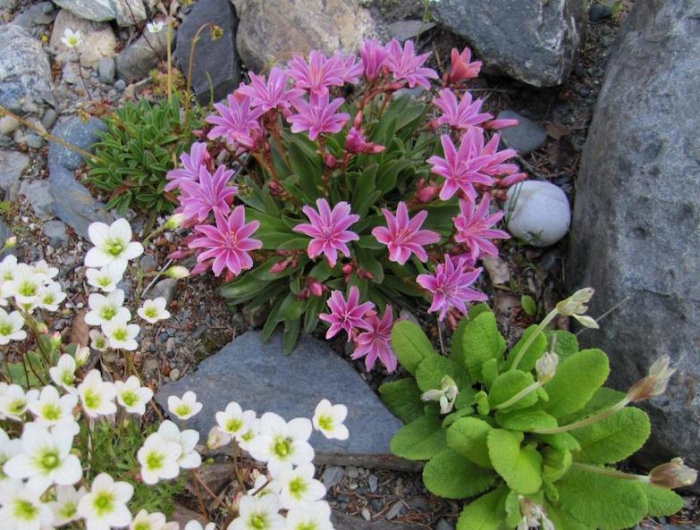 plantes rustiques sans entretien kalachoe fleurissant dans une roccaille