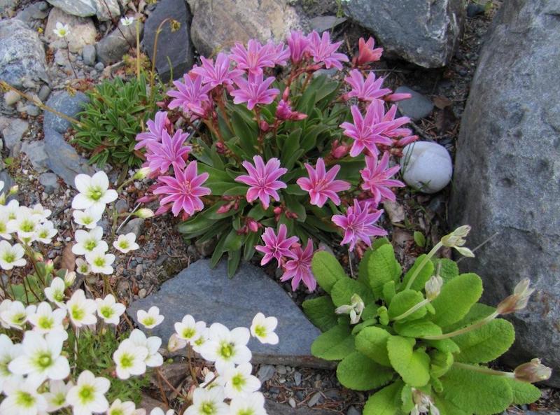 plantes rustiques sans entretien kalachoe fleurissant dans une roccaille