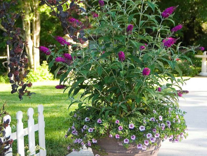 plantes vivaces plein soleil sans arrosage buddleia en pot en jardin dans une alle
