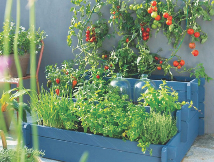 potager de palettes de recuperation en hauteur aux tomates en bleu