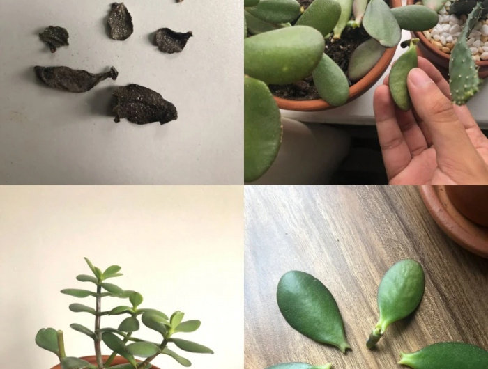 pourquoi la plante de jade perd ses feuilles