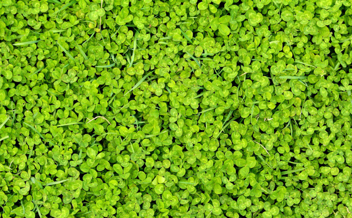 green spring nature background image in backgrounds and textures category at pixy.org