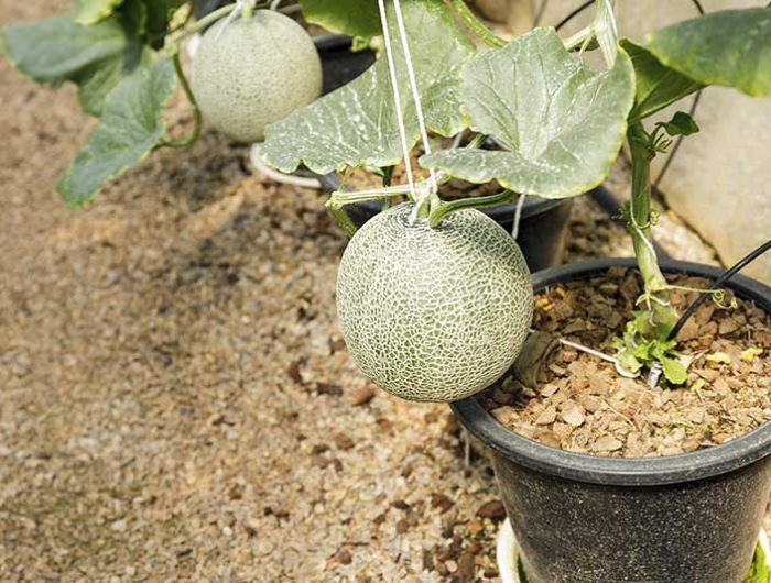 quand planter du melon sur le balcon des melons verts en pot