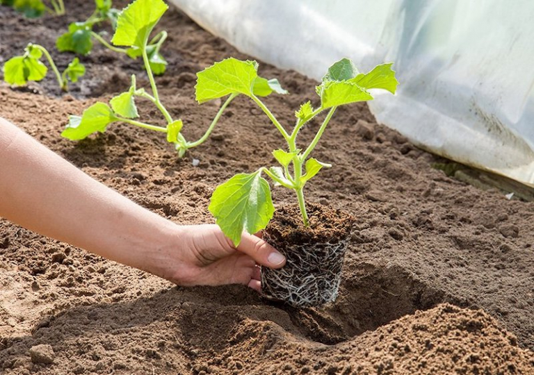 Comment et quand planter les melons en pleine terre au potager en juin