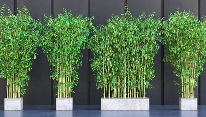 quatres bambous en pot de taille moyenne feuilles vertes
