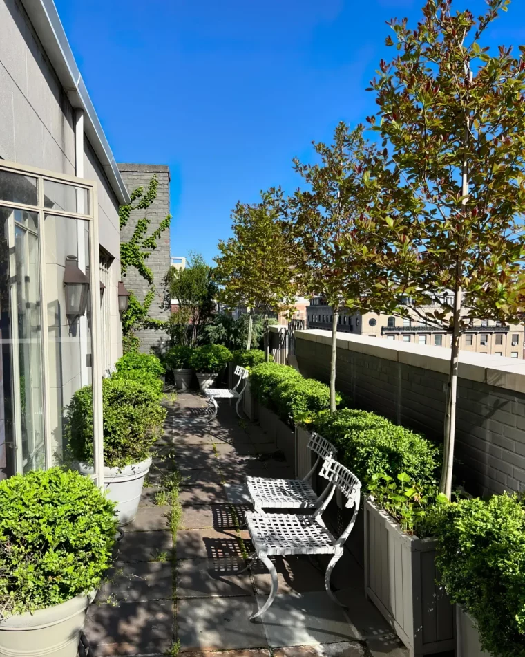 quel arbre persistant brise vue choisir pour le balcon