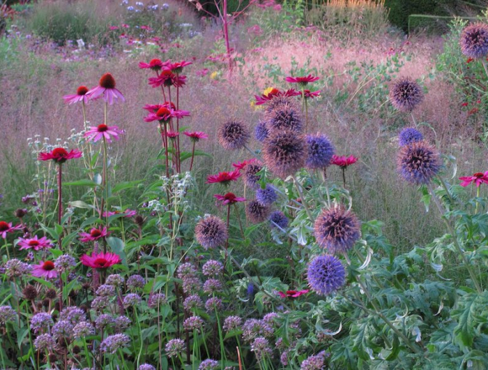 quelle plante associer avec lavande un jardin avec des bulbes lavandes et autres fleurs de couleur rose et violette