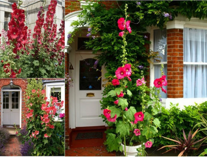 quelle plante dure tout l'année rose rampante devant la porte d une maison