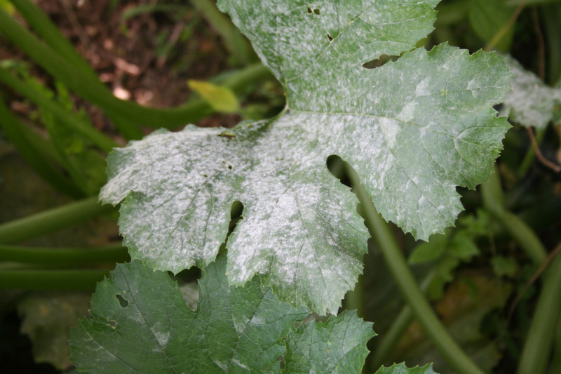 powdery mildew on zucchini plant in the vegetable garden. zucchini leaves damaged by illness
