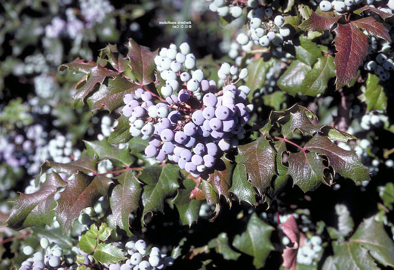 berberis aquifolium