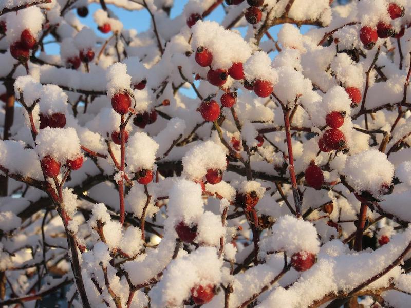quels arbres epineux rosier sauvage en hiver