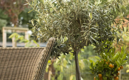 quels soins pour un olivier qui perd ses feuilles