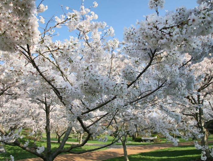 quels sont les bienfaits de la cerisie jardin de cerisiers fleuris