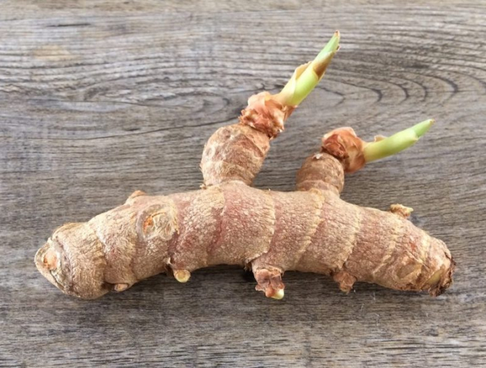 rhizomes de gingembre avec des yeux