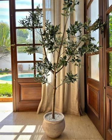 rideau en lin beige arbre olivier plante en pot en ceramique