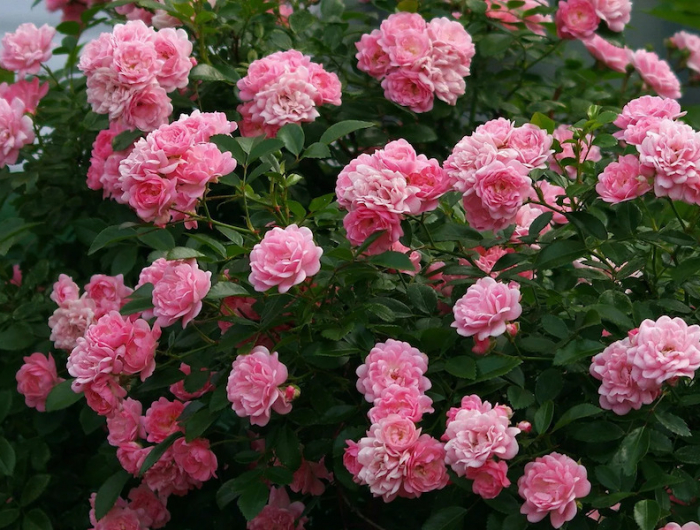 roses roses avec feuilles vertes