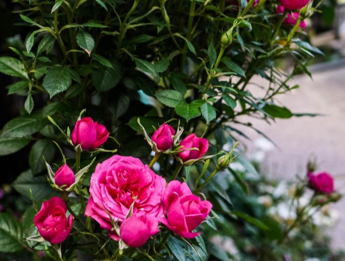 rosier arbuste couleur rose fucshia plante exterieur sans entretien