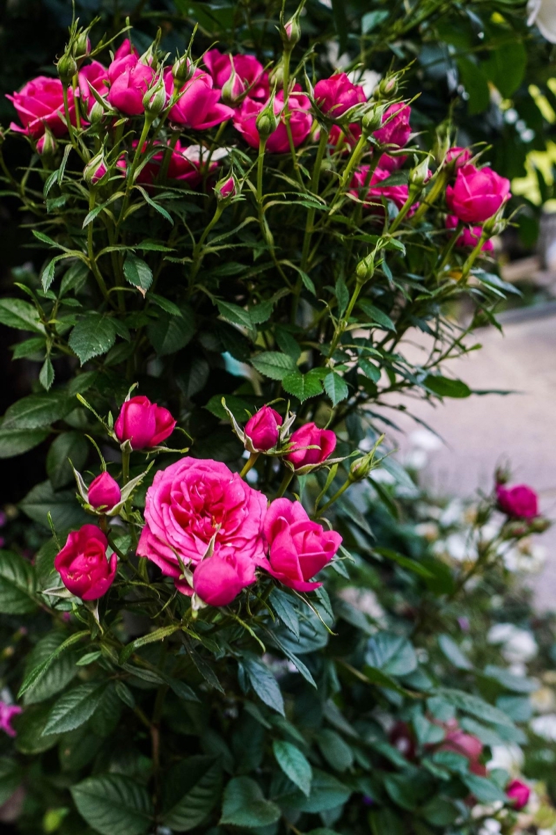 rosier arbuste couleur rose fucshia plante exterieur sans entretien