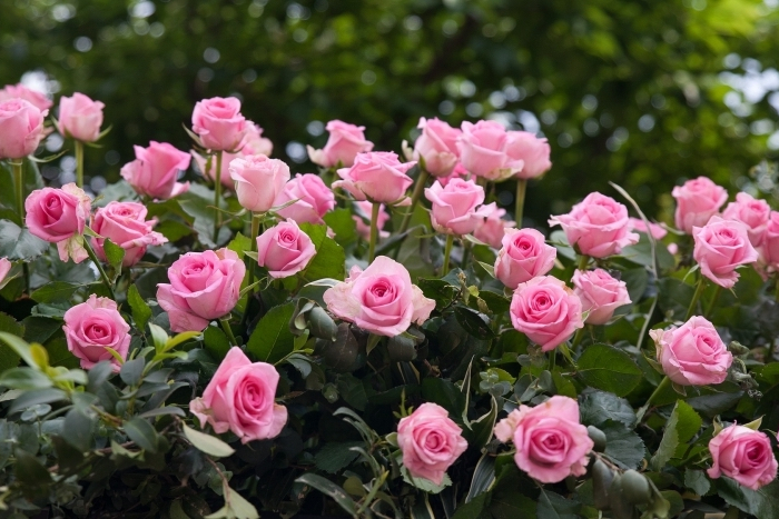 rosier paysager arbuste buisson fleurs petales roses feuillage vert fonce