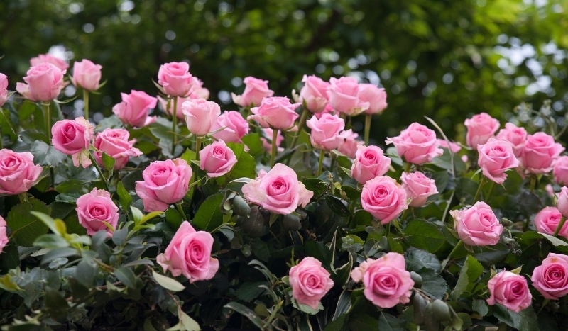 rosier paysager arbuste buisson fleurs petales roses feuillage vert fonce
