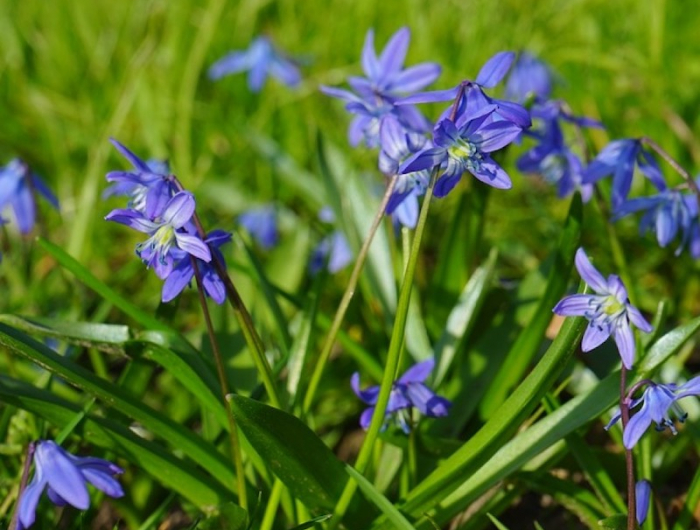 scilles qvec des feuilles verte et couleur de fleur blue