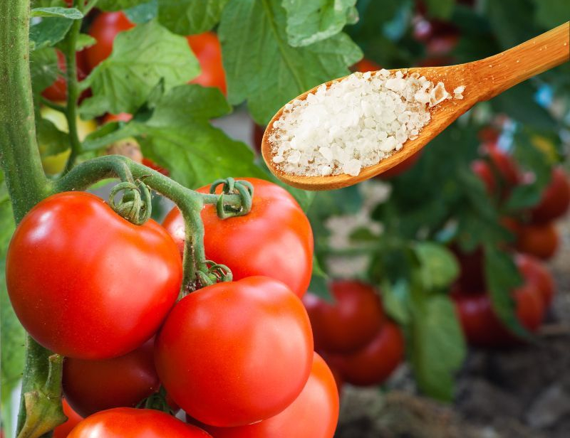 sel d epsom tomates idée comment utiliser le sel au jardin astuces de grand mere