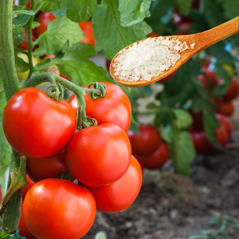sel d epsom tomates idée comment utiliser le sel au jardin astuces de grand mere