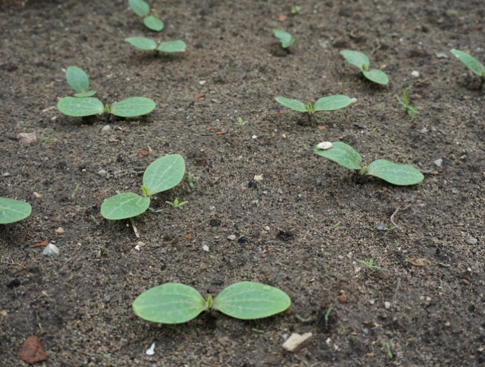 semis courgette plants a partir de graine sol type legumes ete