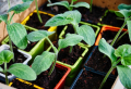 Le guide complet comment cultiver les courgettes en pot ou dans son jardin