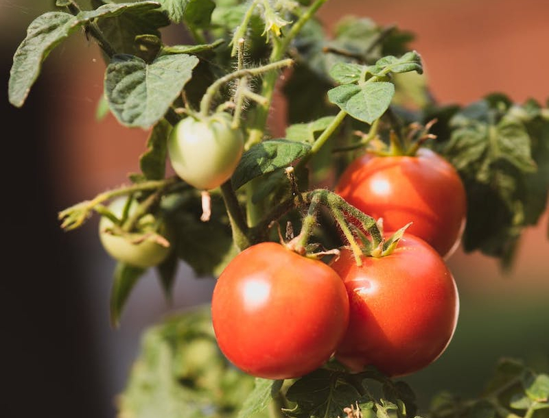 sulfate de magnesium jardin comment booster les tomates naturellement