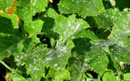 taches blanches sur les feuilles des courgettes remede