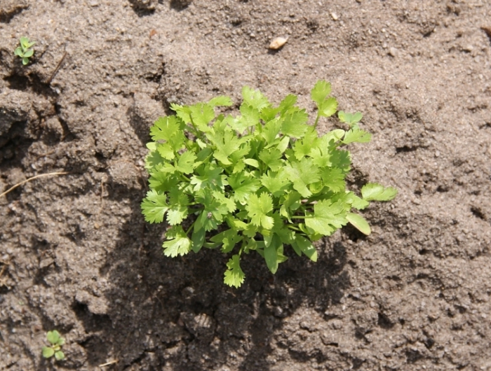 terre sol neutre semer des graines de coriandre en pot ou jardin conditions