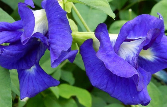 the le grand bleu fleurs vivantes