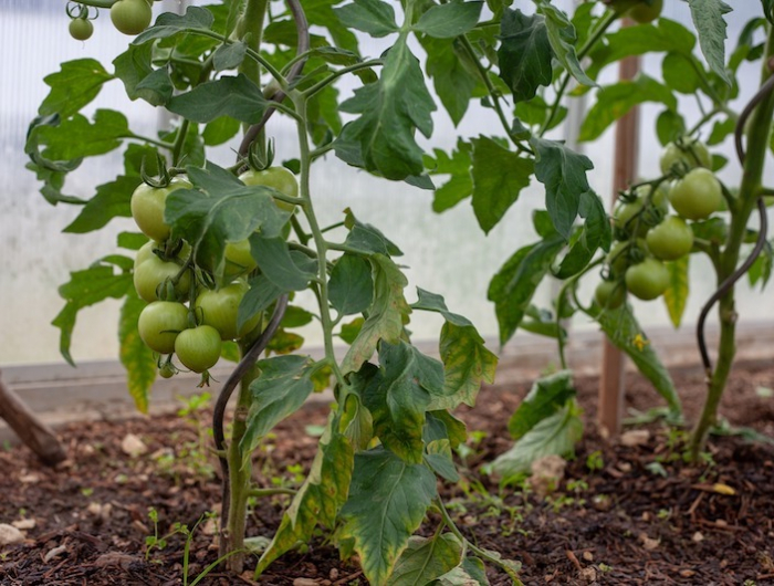 tomate et canicule tomates vertes dans un jardin
