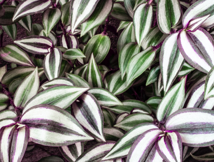 tradescantia zebrina plante exterieur toute saison mysere plante