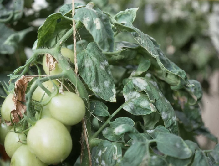 traitement curatif maladie tomate bicarbonate idée astuce jardin efficace