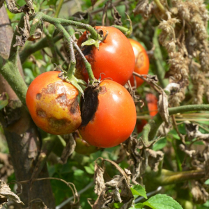 Traitement mildiou de la tomate au bicarbonate - une astuce de grand-mère efficace