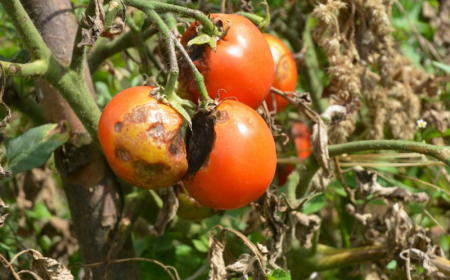 traitement tomates contre le mildiou astuces prévention maladie des tomates et démarches curatives
